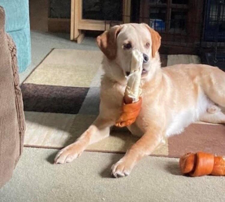 Brody with a bone in his mouth